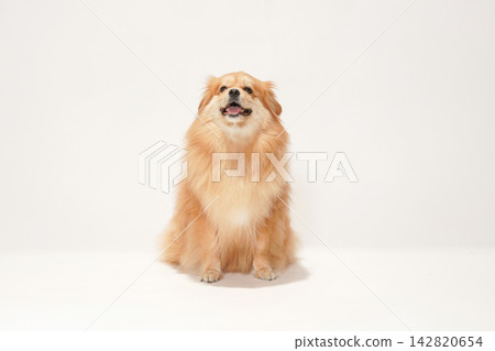 Portrait of Cabucks against a white background Portrait of Cabucks against a white background 142820654