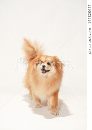 Portrait of Cabucks against a white background Portrait of Cabucks against a white background 142820655