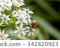 薄皮蝸牛和韭菜花 142820923