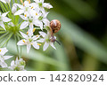 薄皮蝸牛和韭菜花 142820924