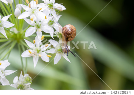 薄皮蝸牛和韭菜花 薄皮蝸牛和韭菜花 142820924