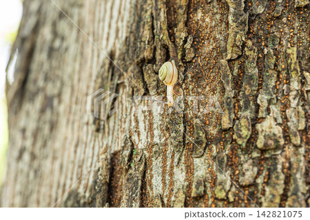A snail crawling on a tree trunk (Amber snail) A snail crawling on a tree trunk (Amber snail) 142821075