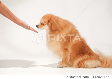 Cavaliers ask their owner for a paw. Cavaliers ask their owner for a paw. 142821136