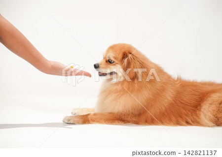 Cavaliers ask their owner for a paw. Cavaliers ask their owner for a paw. 142821137