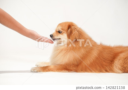 Cavaliers ask their owner for a paw. Cavaliers ask their owner for a paw. 142821138