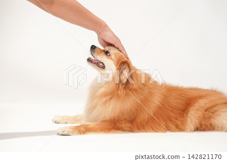 Cavaliers gets their heads petted and praised by their owner. Cavaliers gets their heads petted and praised by their owner. 142821170