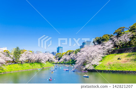 Spring in Japan - Tokyo: Cherry blossoms in full bloom at Chidorigafuchi. Spring in Japan - Tokyo: Cherry blossoms in full bloom at Chidorigafuchi. 142821207