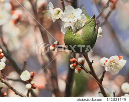 White-eye sucking nectar of white plum White-eye sucking nectar of white plum 142821349
