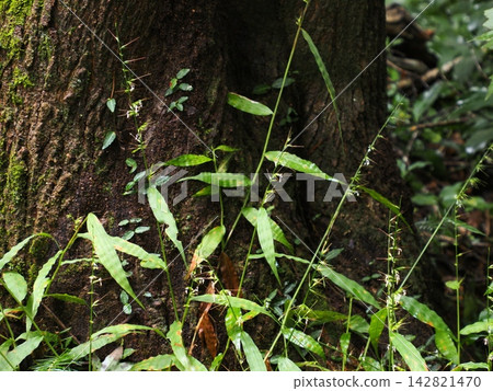 Sasa japonica, which blooms at the base of trees. Sasa japonica, which blooms at the base of trees. 142821470