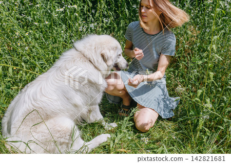 Young Woman Playing with a Fluffy Maremma Sheepdog in a Green Summer Field Young Woman Playing with a Fluffy Maremma Sheepdog in a Green Summer Field 142821681