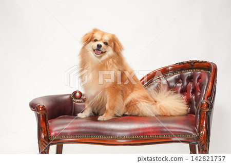 Cabucks sits on an antique-style leather sofa. Cabucks sits on an antique-style leather sofa. 142821757