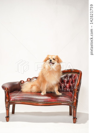 Cabucks sits on an antique-style leather sofa. 142821759