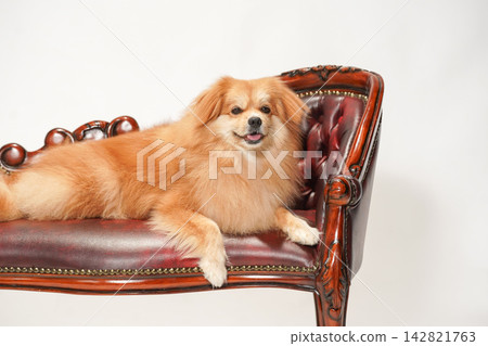 Cabucks sits on an antique-style leather sofa. Cabucks sits on an antique-style leather sofa. 142821763