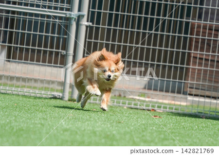 Cabucks happily runs and plays on the grass in the dog run. Cabucks happily runs and plays on the grass in the dog run. 142821769