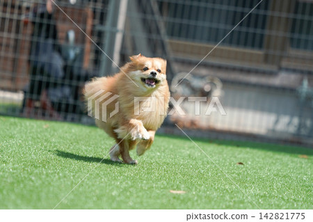 Cabucks happily runs and plays on the grass in the dog run. Cabucks happily runs and plays on the grass in the dog run. 142821775