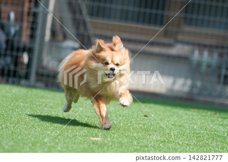 Cabucks happily runs and plays on the grass in the dog run. Cabucks happily runs and plays on the grass in the dog run. 142821777