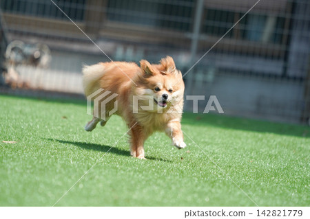 Cabucks happily runs and plays on the grass in the dog run. Cabucks happily runs and plays on the grass in the dog run. 142821779