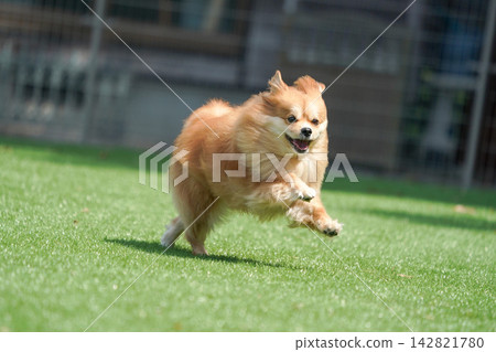 Cabucks happily runs and plays on the grass in the dog run. Cabucks happily runs and plays on the grass in the dog run. 142821780