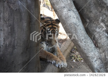 上野動物園的老虎 上野動物園的老虎 142821828
