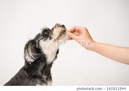 一隻迷你雪納瑞犬從主人手中接過零食和食物。 一隻迷你雪納瑞犬從主人手中接過零食和食物。 142821844