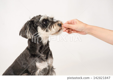 一隻迷你雪納瑞犬從主人手中接過零食和食物。 一隻迷你雪納瑞犬從主人手中接過零食和食物。 142821847