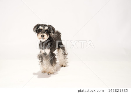 一隻迷你雪納瑞犬從主人手中接過零食和食物。 一隻迷你雪納瑞犬從主人手中接過零食和食物。 142821885