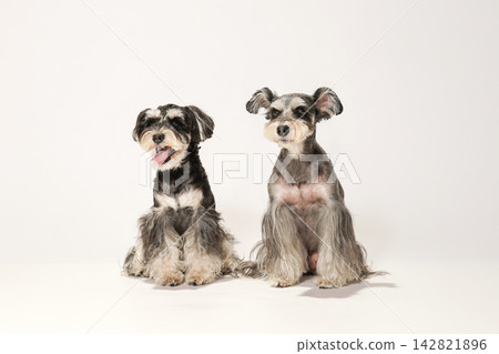 A miniature schnauzer receiving treats and food from its owner's hand. A miniature schnauzer receiving treats and food from its owner's hand. 142821896