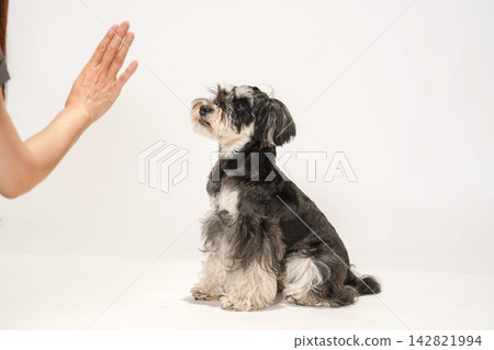 A miniature schnauzer that listens to its owner's "stay" command. A miniature schnauzer that listens to its owner's "stay" command. 142821994