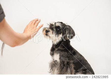 A miniature schnauzer that listens to its owner's "stay" command. 142821995