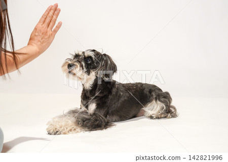 A miniature schnauzer that listens to its owner's "stay" command. 142821996