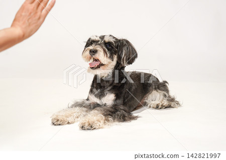 A miniature schnauzer that listens to its owner's "stay" command. 142821997