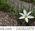 Flower of Thamas Dare 142822076