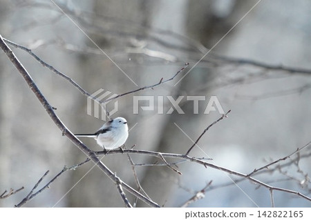 A long-tailed tit perched on a branch, deep in thought. A long-tailed tit perched on a branch, deep in thought. 142822165