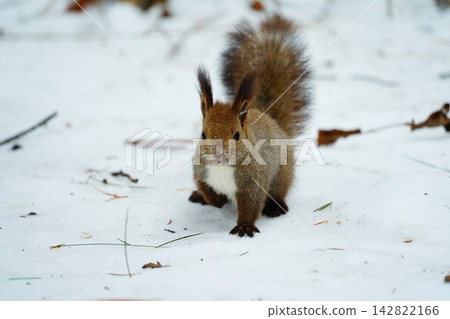 A Hokkaido squirrel with its paws on the snow like a sumo wrestler. A Hokkaido squirrel with its paws on the snow like a sumo wrestler. 142822166