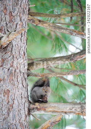 Ezoris eating pine cones on a tree Ezoris eating pine cones on a tree 142822167