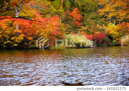 秋日美景，由色彩繽紛的落葉森林和寧靜的湖面交織而成。 142822175