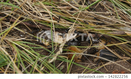 High angle close-up shot of a colony of black ants crawling on the soil among dry grass, twigs, and discarded food scraps outdoors. Concept of insect behavior, nature, wildlife, and teamwork. High angle close-up shot of a colony of black ants crawling on the soil among dry grass, twigs, and discarded food scraps outdoors. Concept of insect behavior, nature, wildlife, and teamwork. 142822256