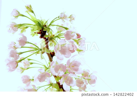 嬌嫩的櫻花和枝條在明亮的背景下綻放，營造出充滿春日氣息的畫面，並留有大量的空白。 142822402