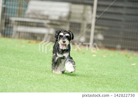 A miniature schnauzer happily running on the grass in the dog park. A miniature schnauzer happily running on the grass in the dog park. 142822730