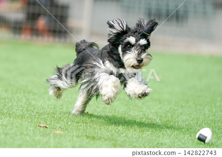 A miniature schnauzer happily running on the grass in the dog park. A miniature schnauzer happily running on the grass in the dog park. 142822743