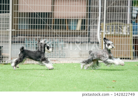 A miniature schnauzer happily running on the grass in the dog park. A miniature schnauzer happily running on the grass in the dog park. 142822749