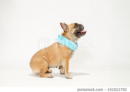 法國鬥牛犬用脖子降溫以應對炎熱天氣 法國鬥牛犬用脖子降溫以應對炎熱天氣 142822792