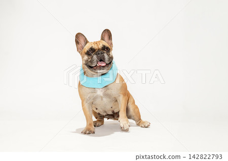 法國鬥牛犬用脖子降溫以應對炎熱天氣 法國鬥牛犬用脖子降溫以應對炎熱天氣 142822793