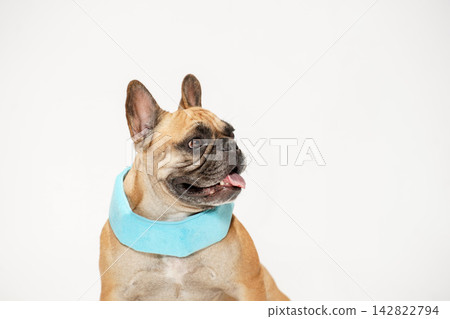法國鬥牛犬用脖子降溫以應對炎熱天氣 法國鬥牛犬用脖子降溫以應對炎熱天氣 142822794