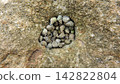 Shells gathered in small holes in the rocks at low tide. 142822804