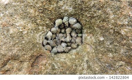 Shells gathered in small holes in the rocks at low tide. Shells gathered in small holes in the rocks at low tide. 142822804