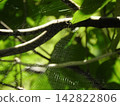 A delicately woven spiderweb 142822806