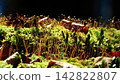 Various types of moss growing on rocks in the forest, illuminated by the sun. 142822807