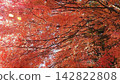 Autumn leaves of maple trees viewed from below 142822808