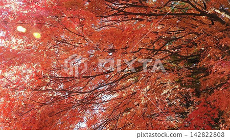 Autumn leaves of maple trees viewed from below Autumn leaves of maple trees viewed from below 142822808